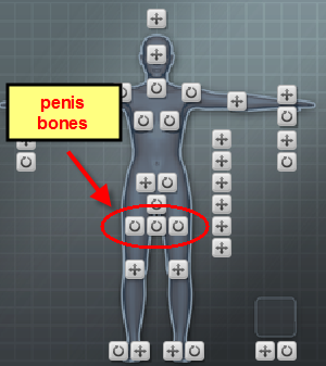 pe_penis_bones.png